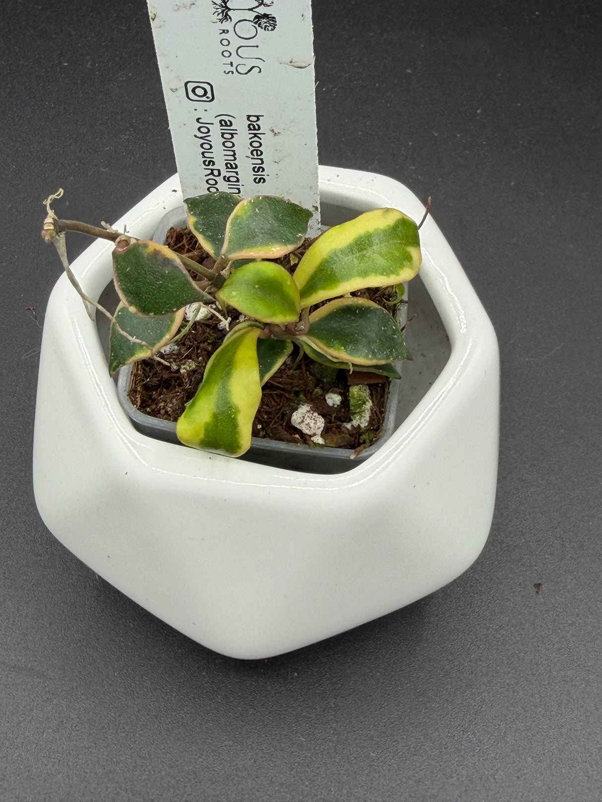 bakoensis (albomarginata) -WE-867