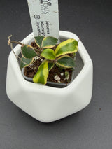 bakoensis (albomarginata) -WE-867