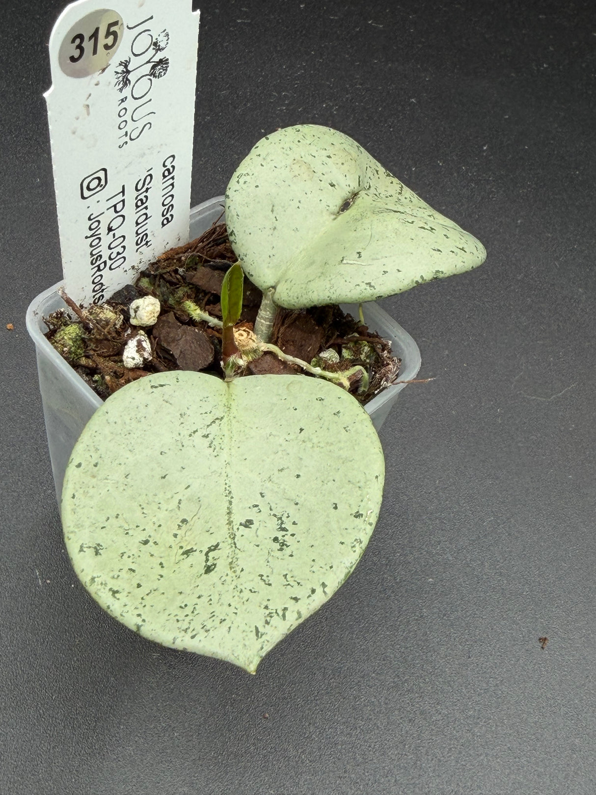 carnosa 'Stardust' TPQ-030 -WE-868