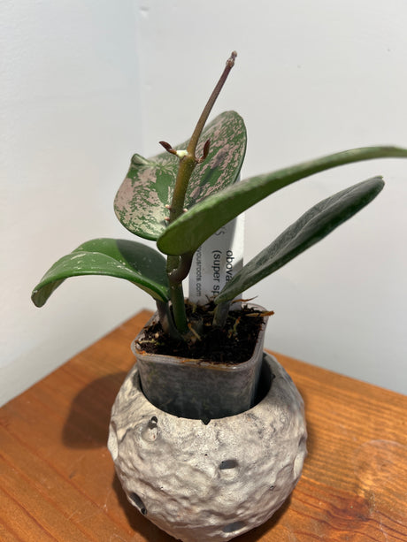 A-190 Hoya obovata (super splash)