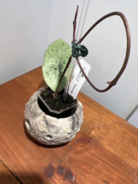 A-171 Hoya ‘Snowman’