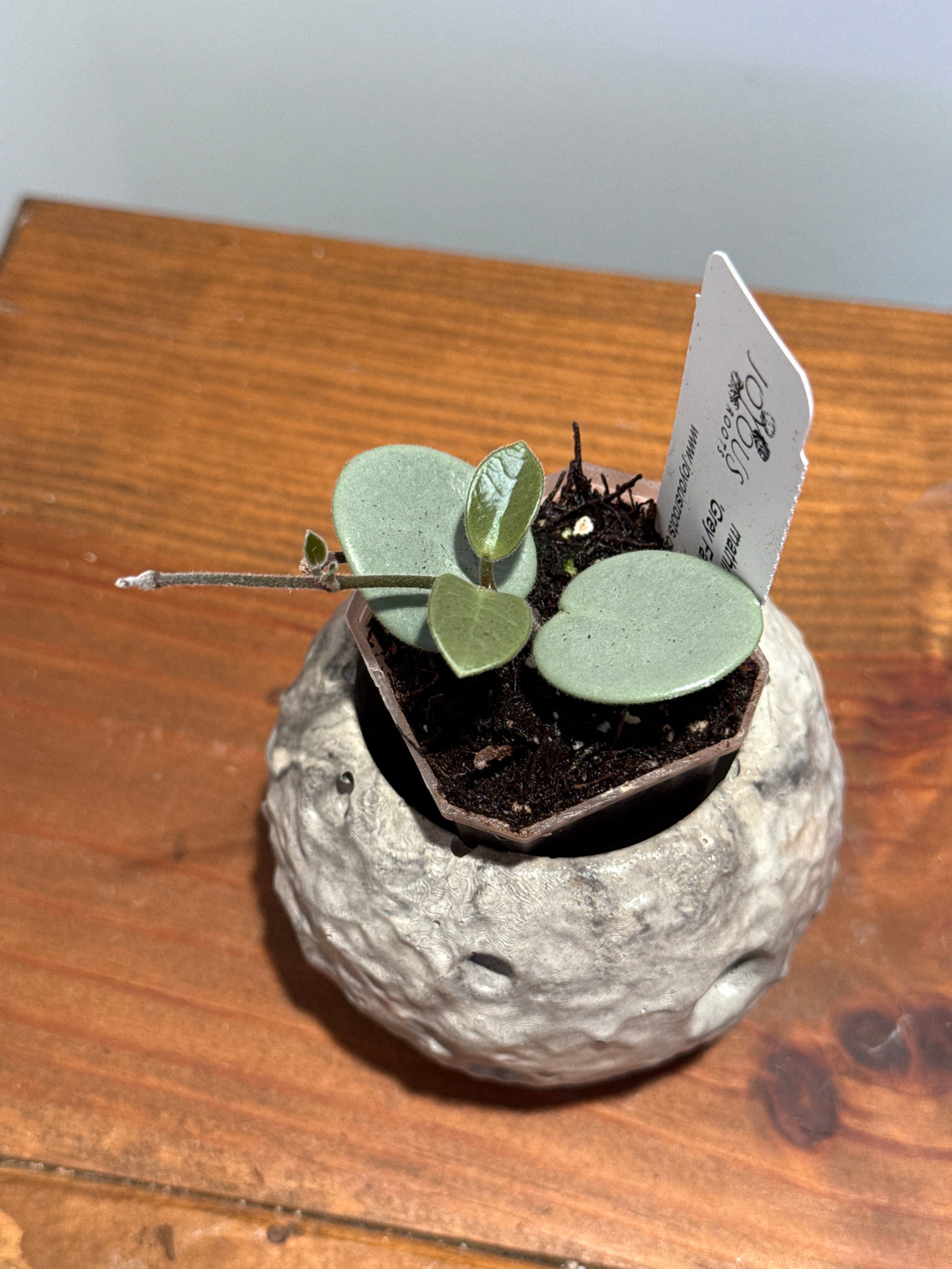 A-195 mathilde ‘Grey Fairy’