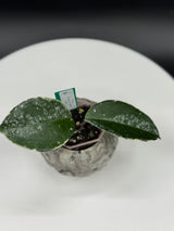 Hoya Krimson Queen Splash