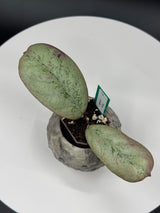 Hoya Lorelai