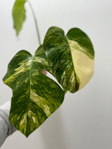 Monstera Aurea SF