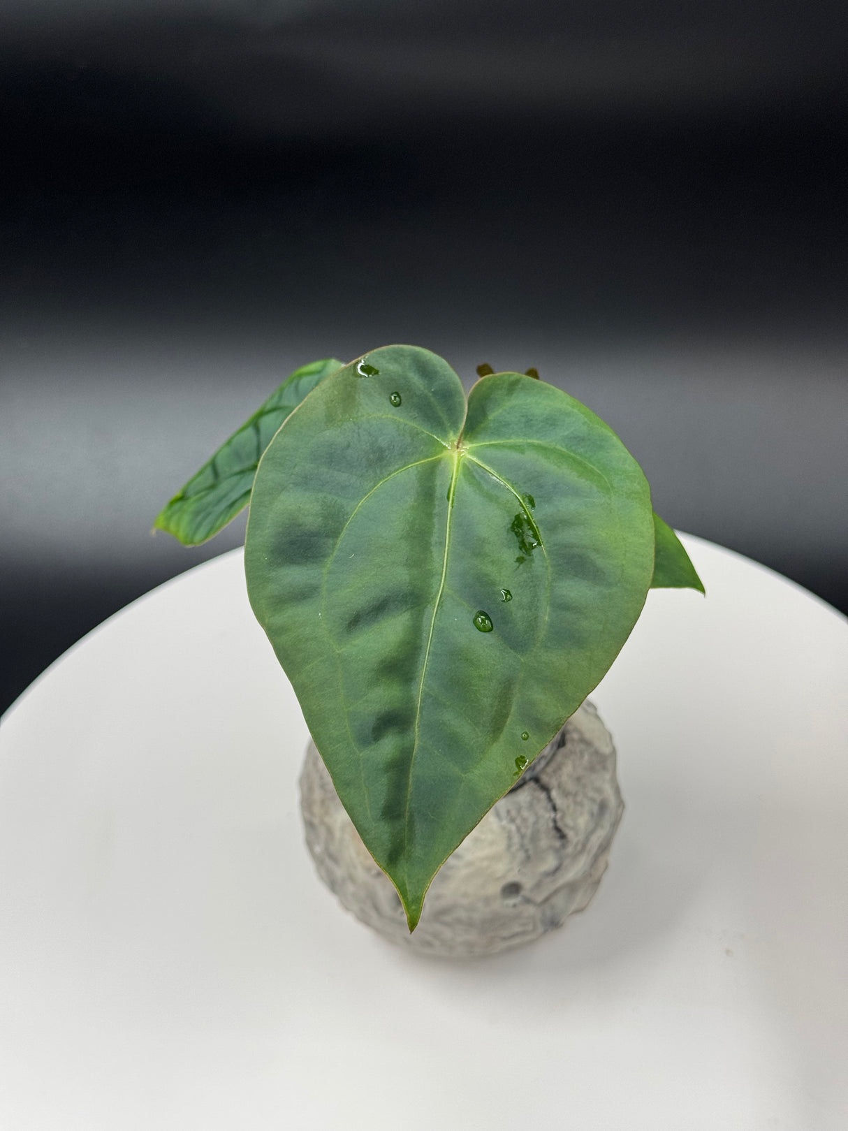 Anthurium BWM x