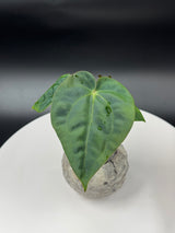 Anthurium BWM x