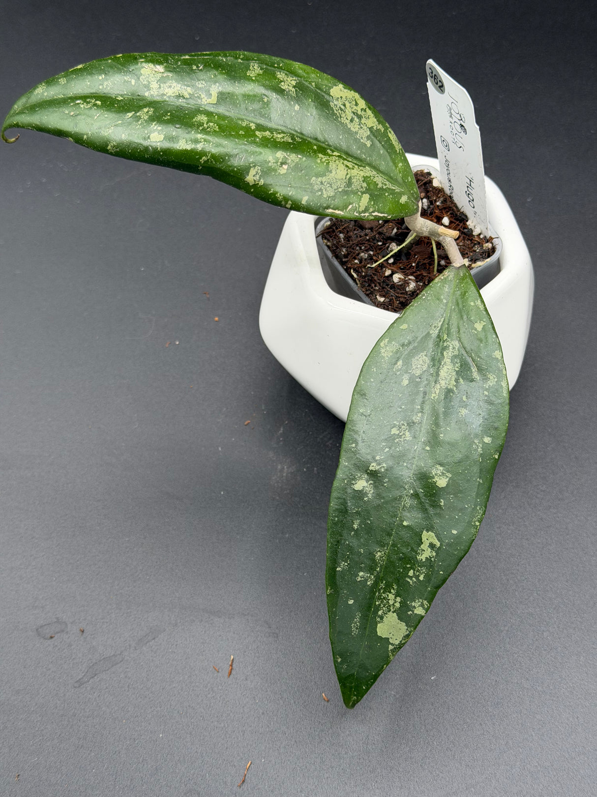 'Hugo' -WE-862