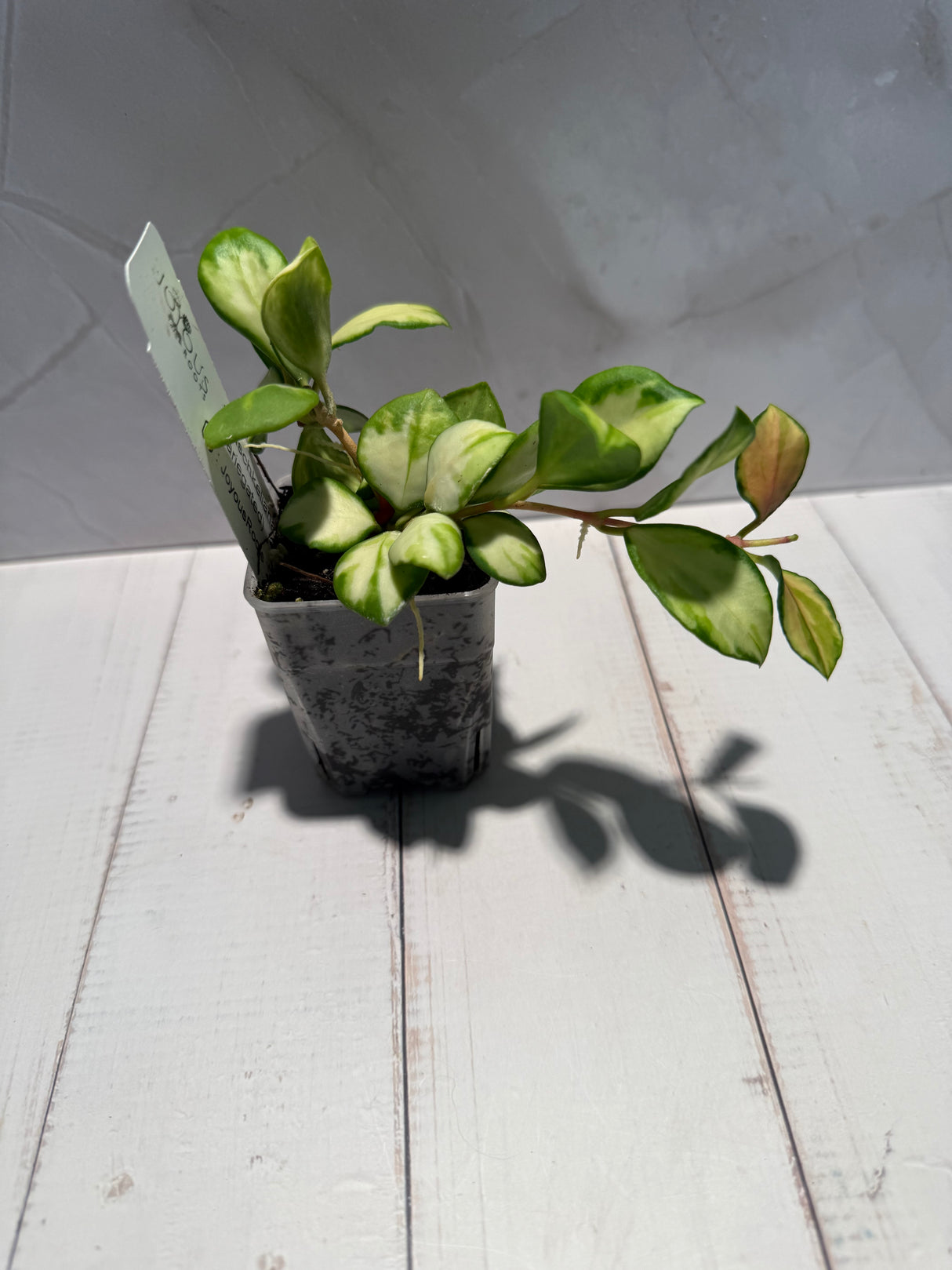 D-929 heuschkeliana (variegated)