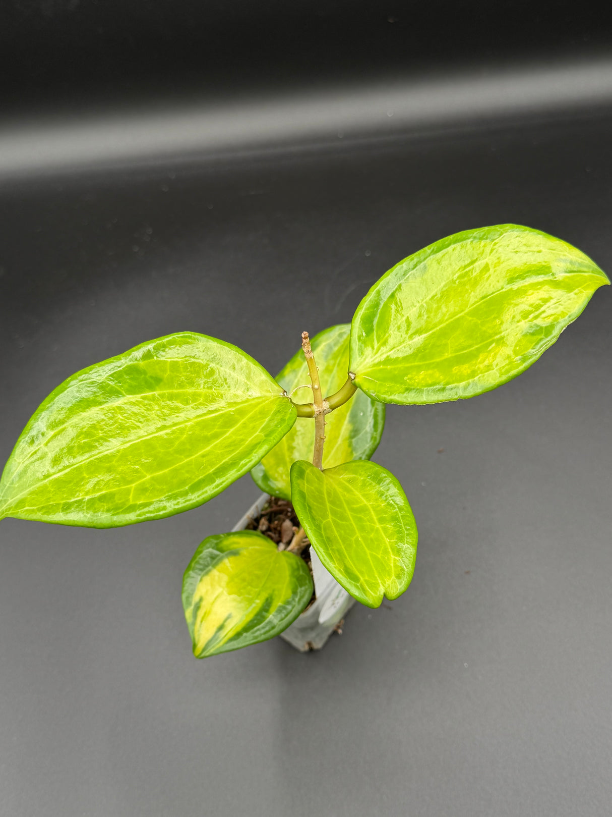 WD-937 merrilli (inner variegated)