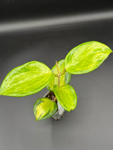 WD-937 merrilli (inner variegated)