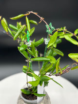 Hoya Loheri