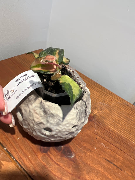 A-174 Hoya caudata (variegated)