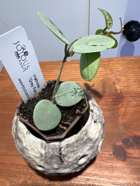 A-194 mathilde ‘Grey Fairy’