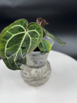 Anthurium BWM x (Brielle x Red Crystal)