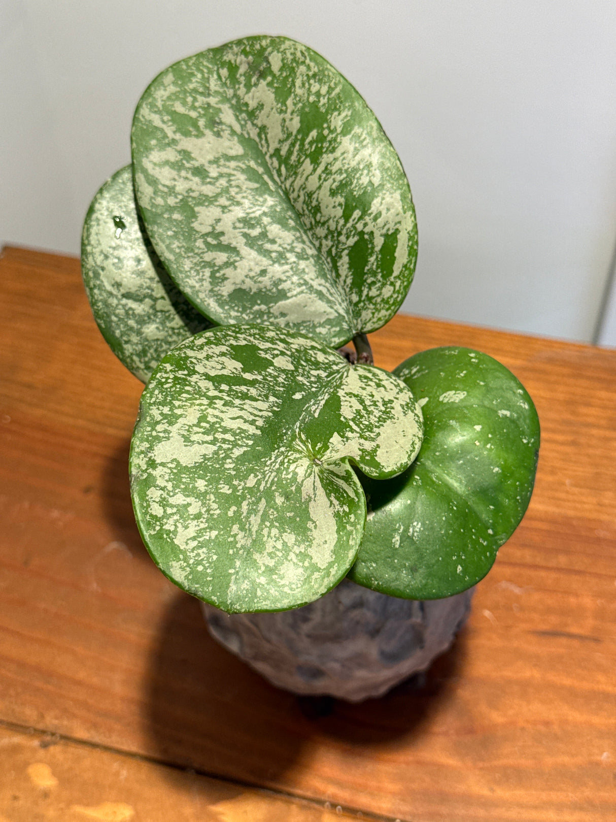 A-190 Hoya obovata (super splash)