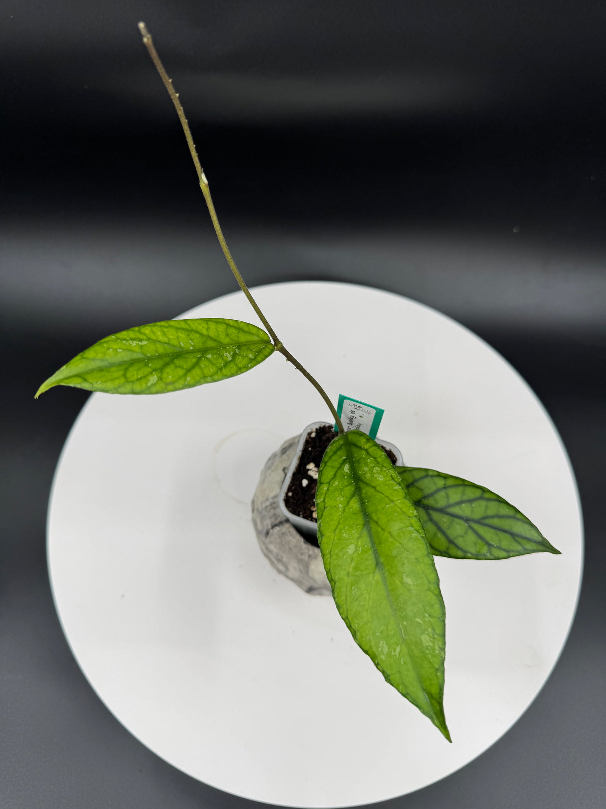 Hoya sp. Rejang Lebong