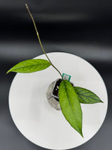 Hoya sp. Rejang Lebong