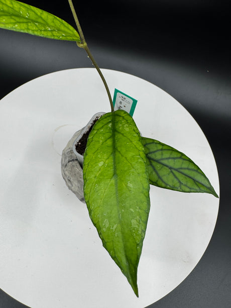 Hoya sp. Rejang Lebong