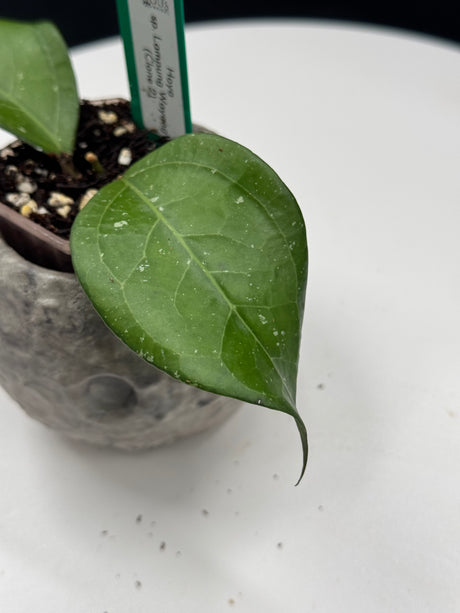 Hoya Lampung Wayang clone 2