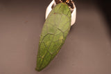 clemensiorum NAPC032  (Long Veiny Leaves) -WE-875