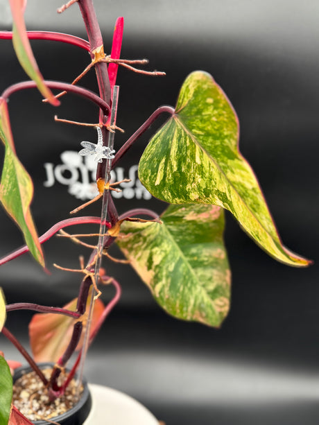 Philodendron Strawberry Shake