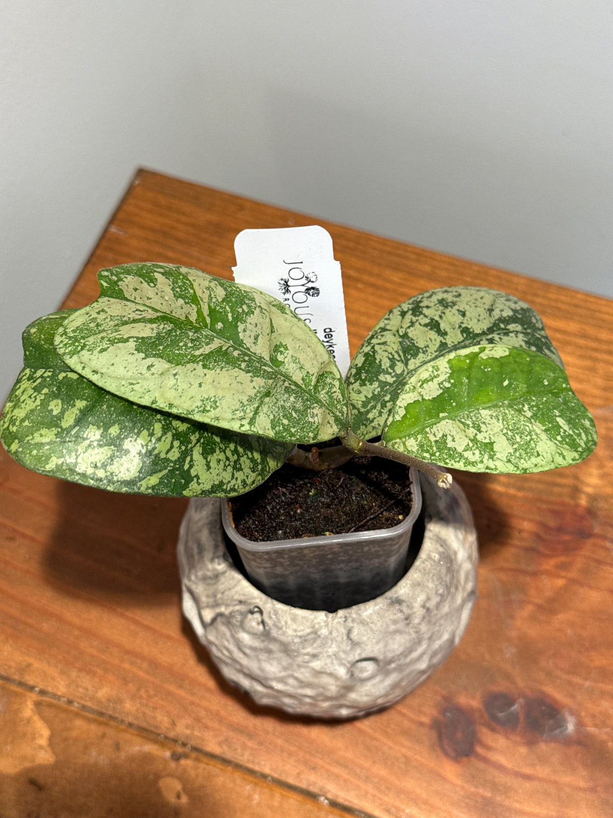 A-191 Hoya deykeae  ‘Morning Dew’