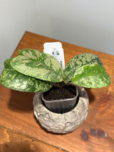 A-191 Hoya deykeae  ‘Morning Dew’