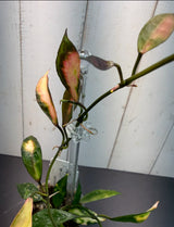 B-289 lacunosa Cianjur (variegated)