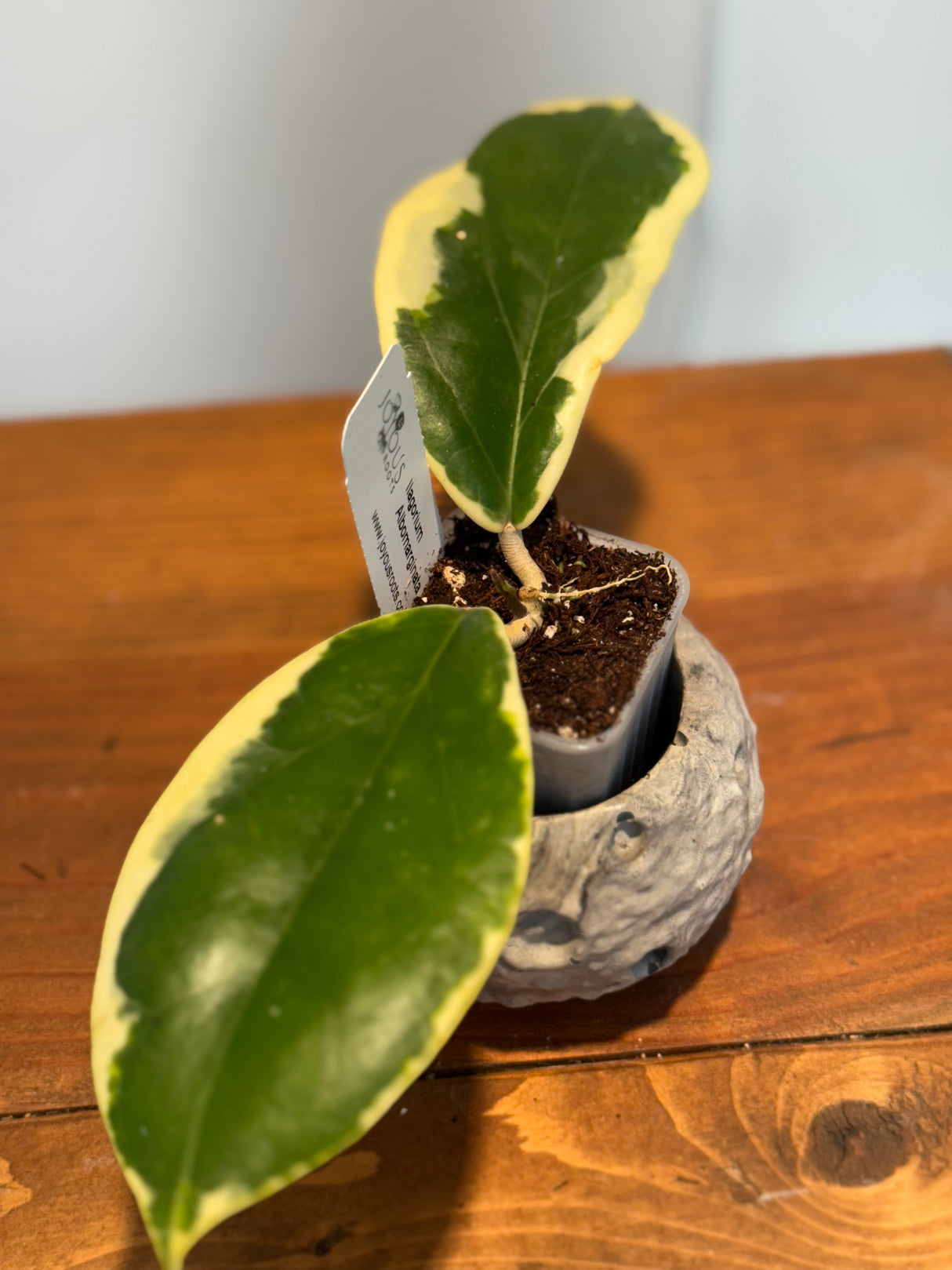 A-162 Hoya Ilagorium (albomarginata)