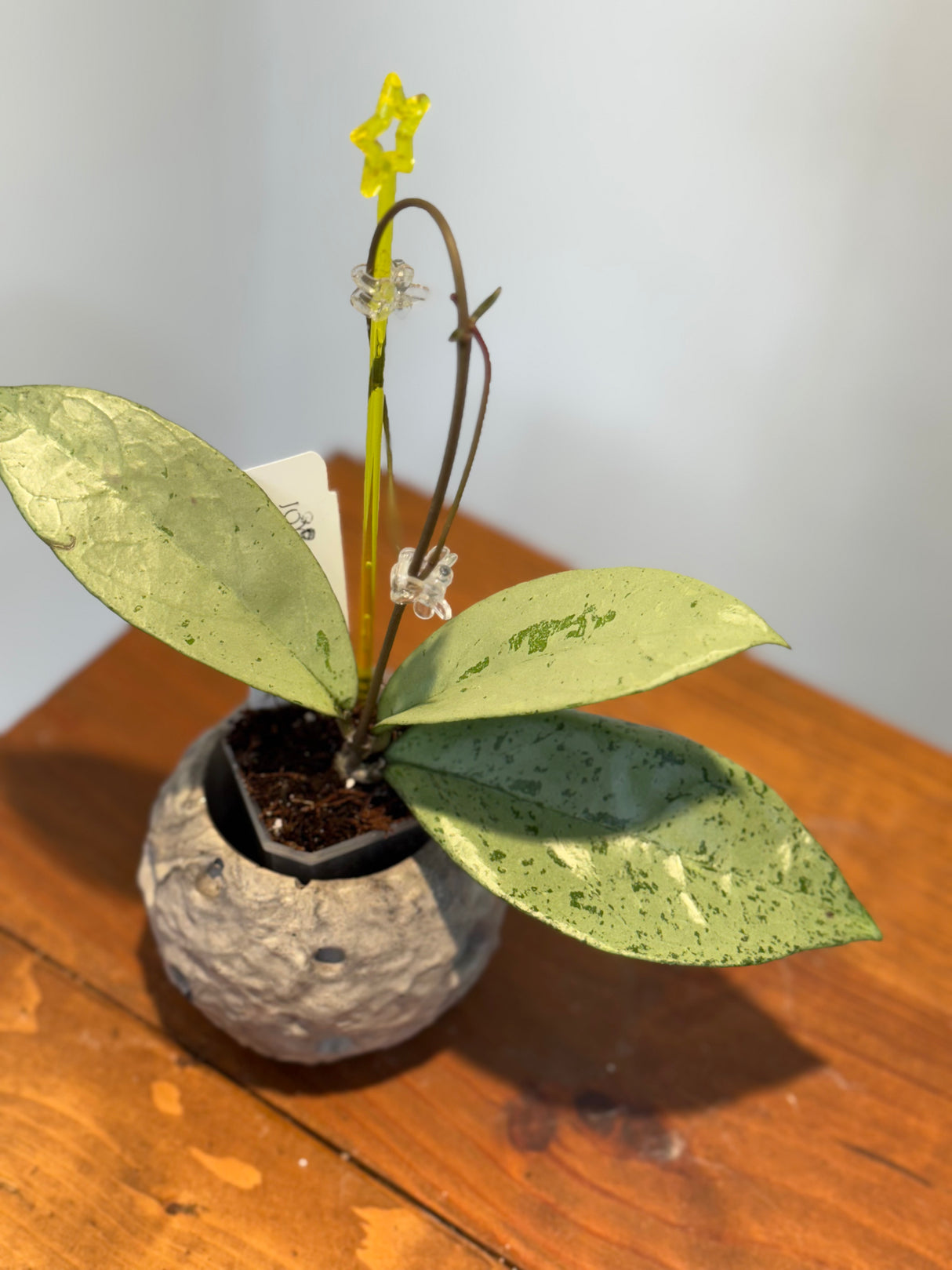 A-172 Hoya ‘Snowman’