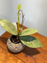 A-172 Hoya ‘Snowman’