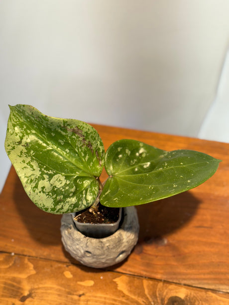 A-181 Hoya glabra (super splash)