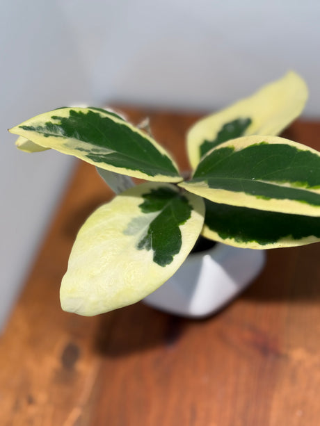 A-164 Hoya Ilagorium (albomarginata)