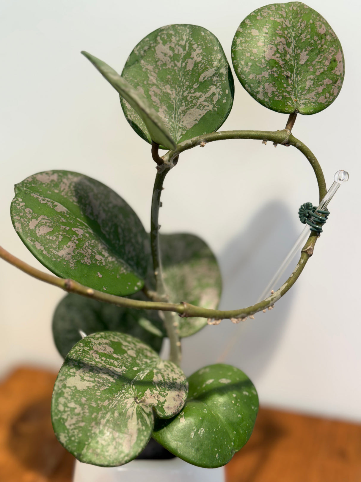 A-190 obovata (super splash)