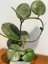 A-190 obovata (super splash)