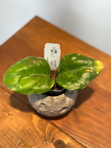 A-153 Hoya ‘Swiffer’s Candy’