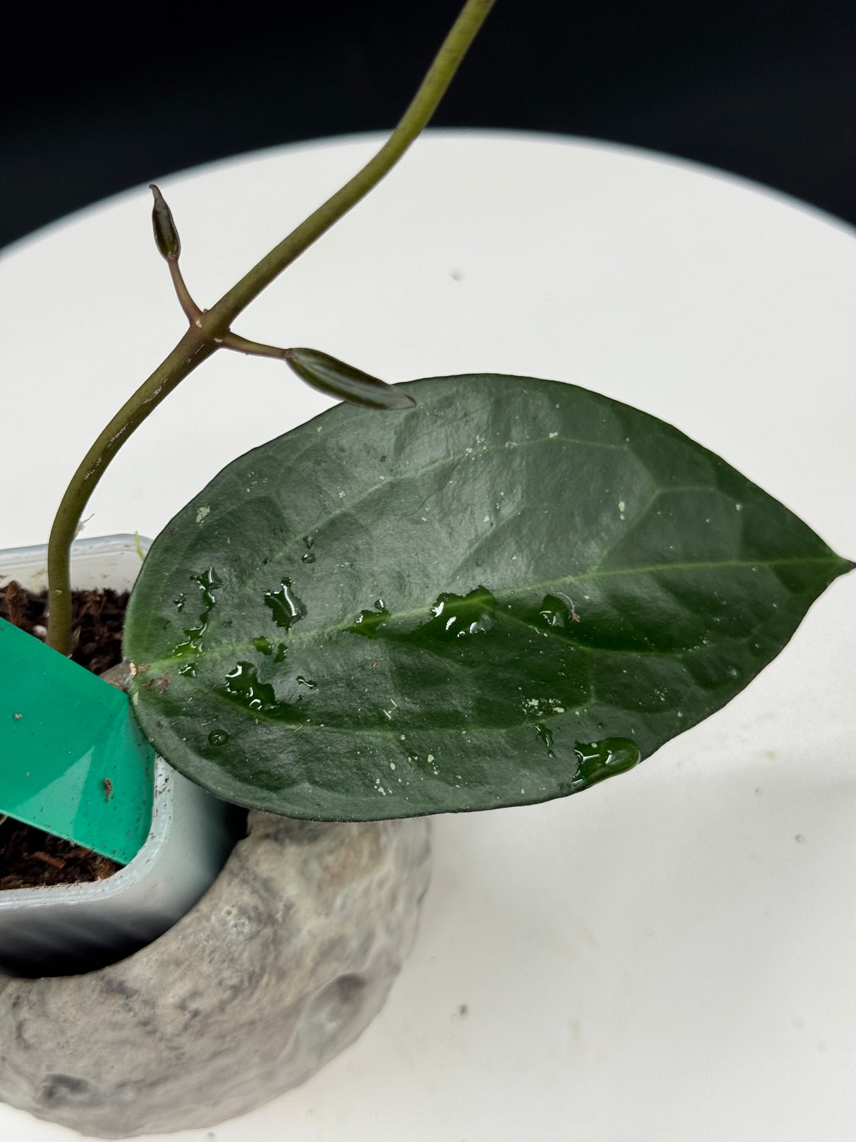 Hoya UT249 x latifolia “Pot of Gold”