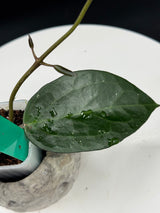 Hoya UT249 x latifolia “Pot of Gold”