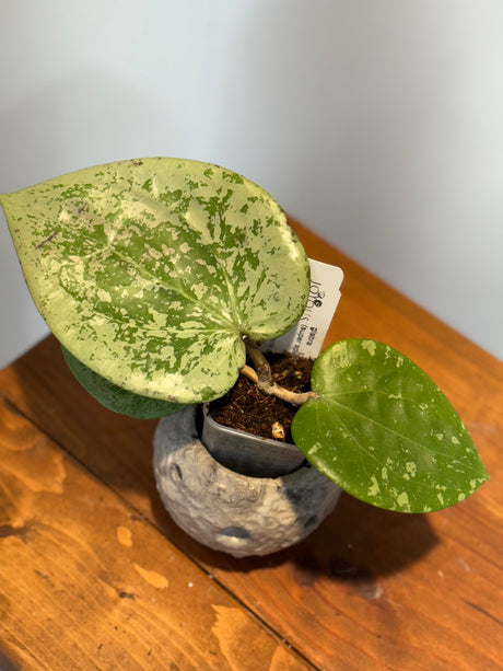 A-186 Hoya glabra (super splash)