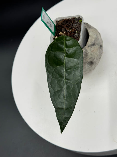 Hoya AH250