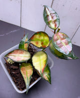 E-358 lacunosa 'Green on Green"