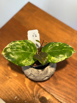 A-152 Hoya ‘Swiffer’s Candy’