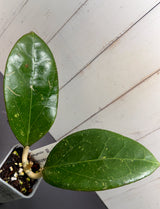 E-363 ovalifolia