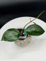 Hoya UT249 x latifolia “Pot of Gold”