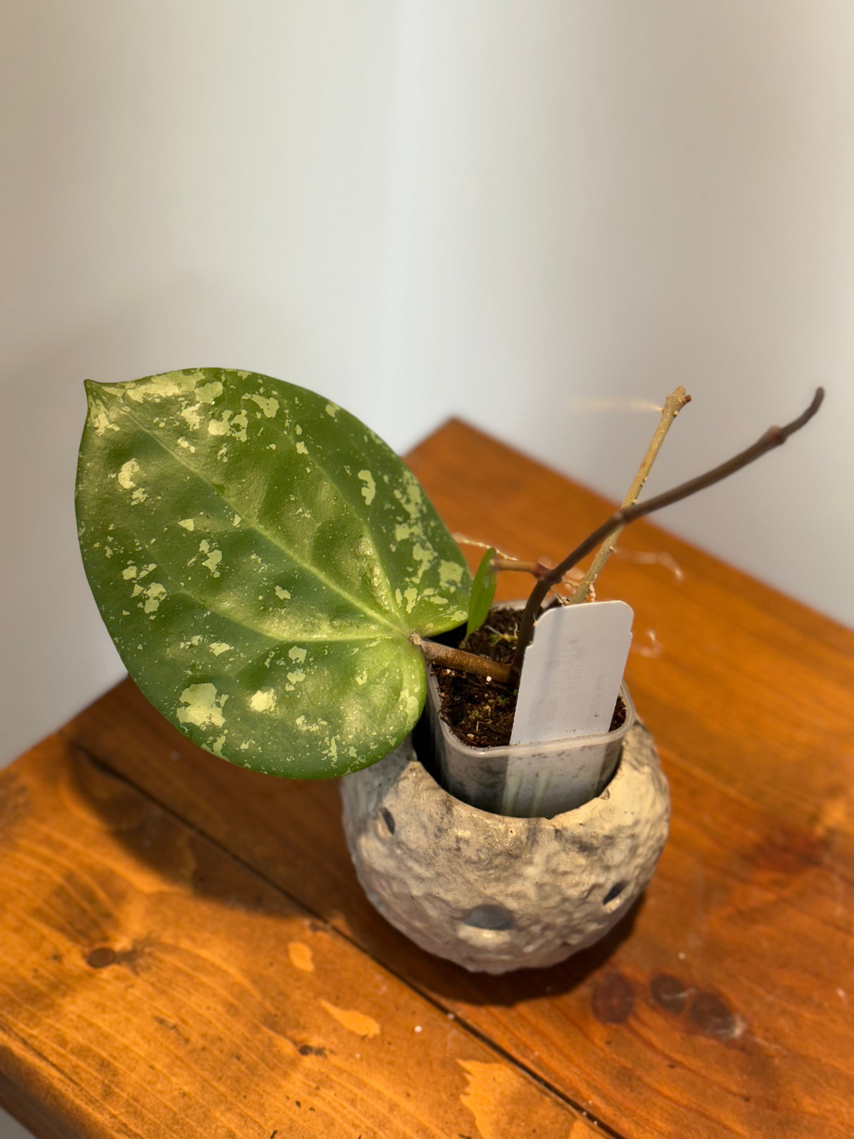 A-182 Hoya glabra (super splash)