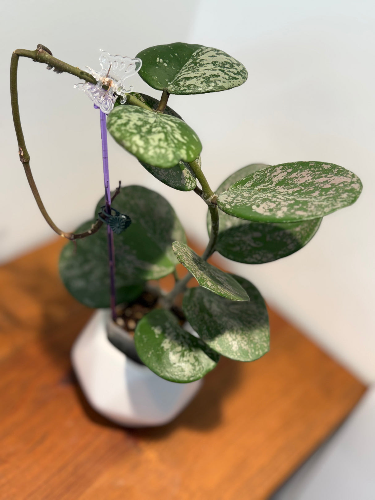 A-189 Hoya obovata (super splash)