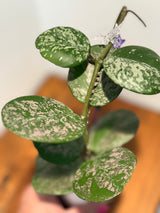 A-189 Hoya obovata (super splash)