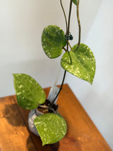 A-183 Hoya glabra (super splash)