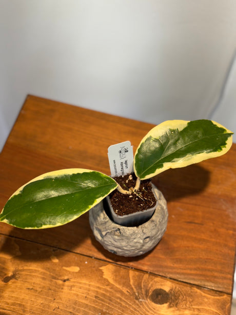 A-162 Hoya Ilagorium (albomarginata)